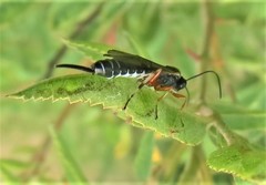 Itoplectis