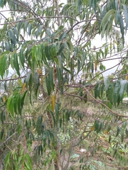 Prunus serotina capuli