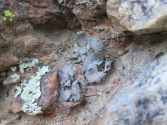 Dermatocarpon americanum