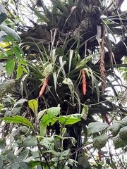 Vriesea tequendamae