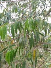 Prunus serotina capuli