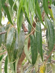 Prunus serotina capuli