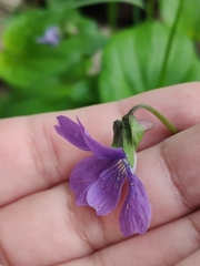 Viola uliginosa
