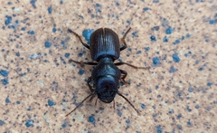 Dixus sphaerocephalus