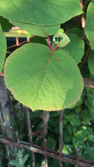 Actinidia chinensis