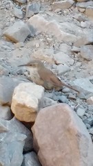 Ochetorhynchus ruficaudus