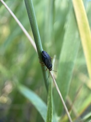 Capsus