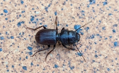 Dixus sphaerocephalus