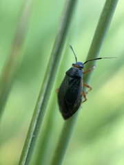 Capsus