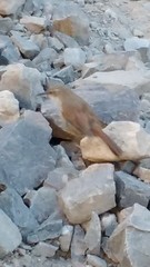 Ochetorhynchus ruficaudus