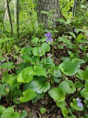 Viola uliginosa
