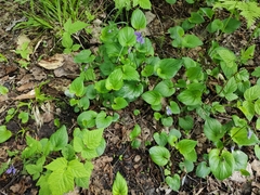 Viola uliginosa