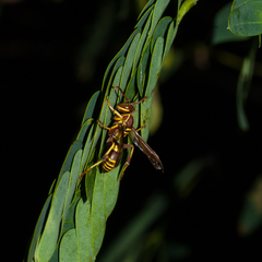 Polistes poeyi poeyi