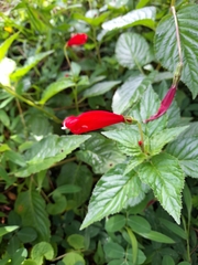 Centropogon coccineus