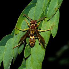 Polistes poeyi poeyi