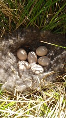 Lophonetta specularioides