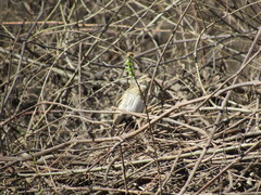 Haemorhous purpureus californicus