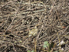 Haemorhous purpureus californicus