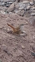 Ochetorhynchus ruficaudus