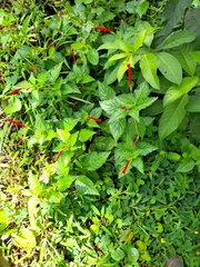 Centropogon coccineus