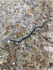 Eulalia clavigera