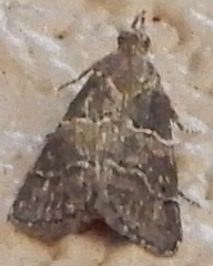 Satole ligniperdalis