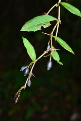Berberis hayatana