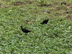 Jacana jacana hypomelaena