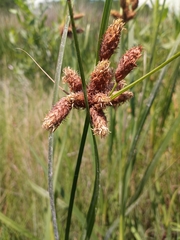 Bolboschoenus robustus