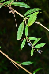 Berberis hayatana