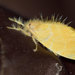 Euproctis taiwana - Photo (c) 義欽 黃, algunos derechos reservados (CC BY-NC-SA)