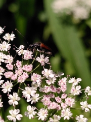 Stenurella melanura