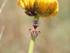 Trapezonotus ullrichi