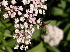 Stenurella melanura