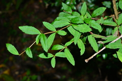 Berberis hayatana