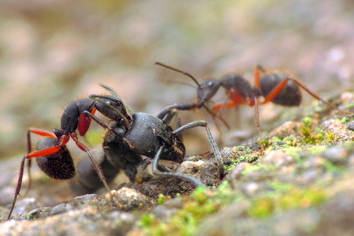 Camponotus rufipes photo 3