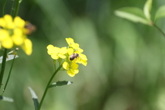 Erysimum odoratum