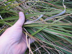 Carex barbarae