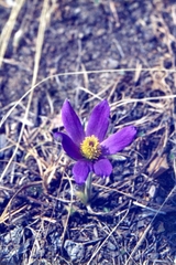 Pulsatilla