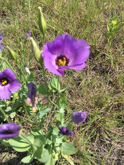 Eustoma russellianum