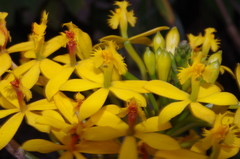 Epidendrum melinanthum
