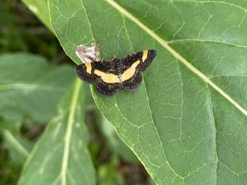 Rare Spring Moth photo 4