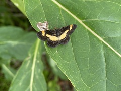 Heliomata infulata