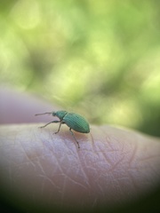 Phyllobius virideaeris