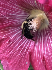 Bombus bimaculatus