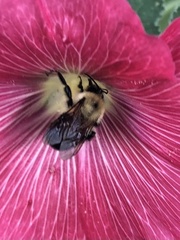 Bombus bimaculatus