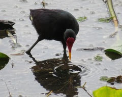 Jacana jacana hypomelaena