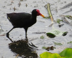 Jacana jacana hypomelaena