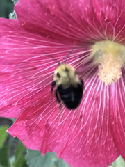 Bombus bimaculatus