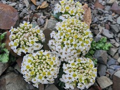 Pseudovesicaria digitata